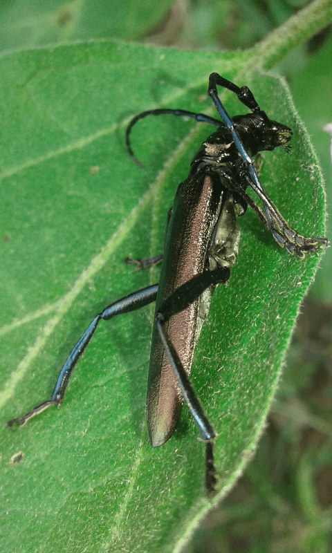 Aromia moschata (Cerambycidae)? S, femmina